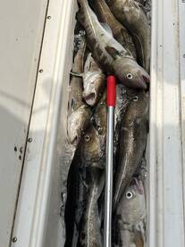 Haddock on a Tuna Trip