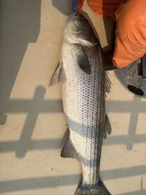 Montauk Report Photo 2