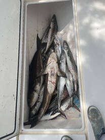Limit of big cobia and kings