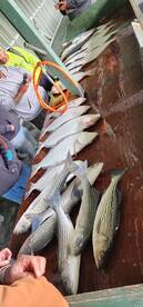 Halibut bite is still fire