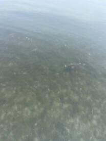 Nags Head Report Photo 1