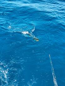 San Jose del Cabo Report Photo 2