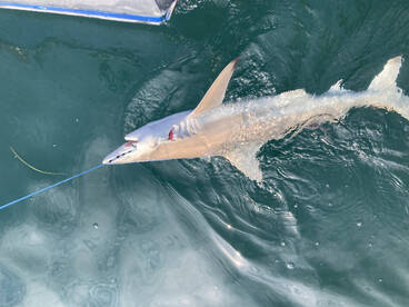 Nags Head Report Photo 2