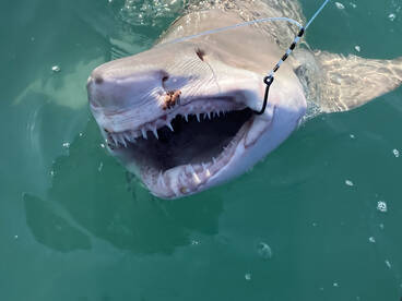 Nags Head Report Photo 1