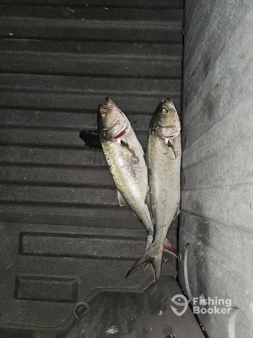Stone Harbor Report Photo 0