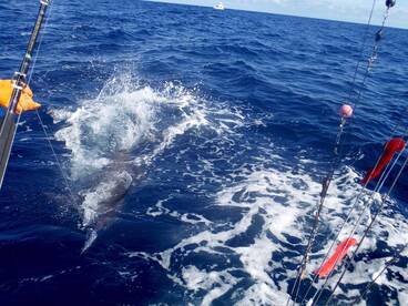 Quepos Report Photo 2