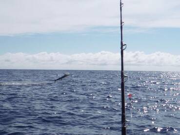 Quepos Report Photo 1