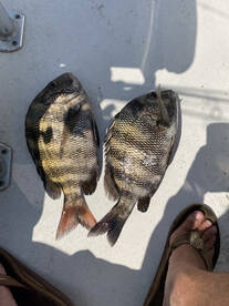 Carolina Beach Report Photo 1