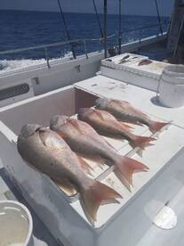 Bottom fishing in summer months!