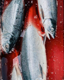 Slamon Sockeye Salmon