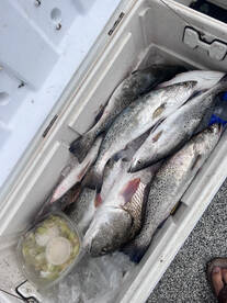 Galveston Report Photo 2