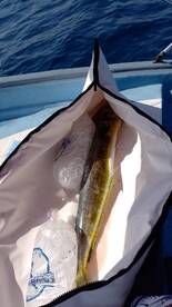 Dorados finally arrived