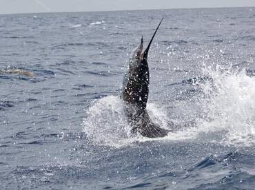 SAILFISHING WITH GOOD DAY COSTA RICA