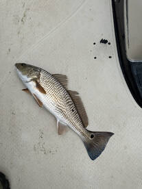 New Bern Report Photo 2