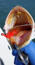 Port Isabel Report Photo 1