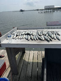 Four hour am trolling trips 
