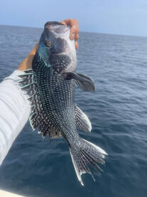 Wanchese Report Photo 2