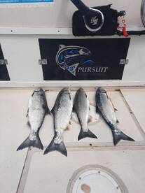 Excellent salmon fishing now!