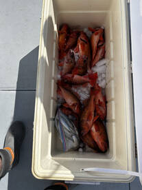 Lots of fish