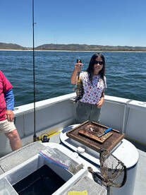 Calico Bass