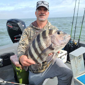 Sheephead are here