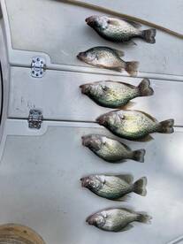 Fish Fry