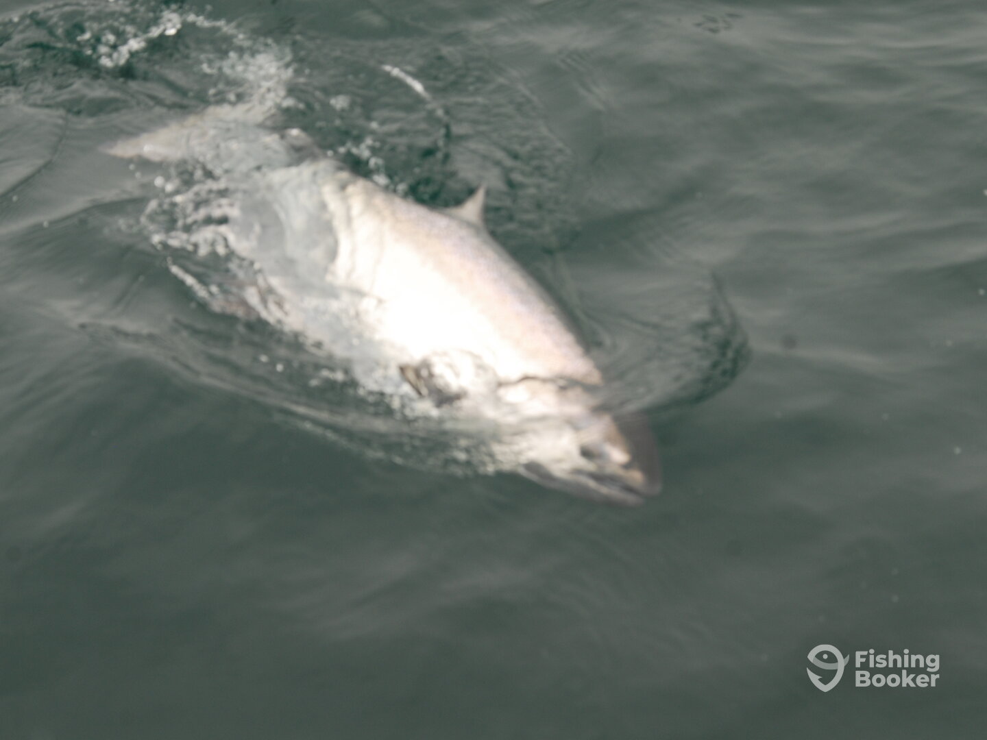 Sooke Report Photo 0