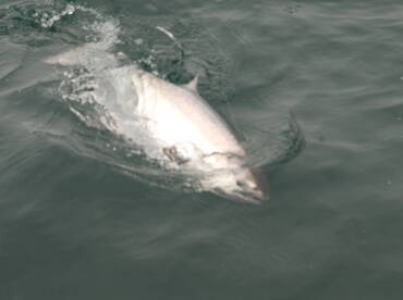 Larger Chinook Salmon Fishing Success