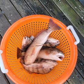 Nice box of fish today. 