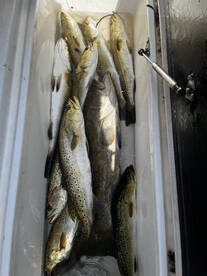 Its that time of year the sea trout are 