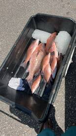 Port Canaveral Report Photo 2