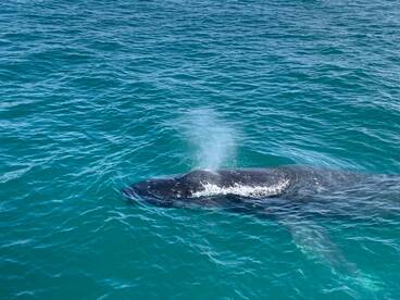 Humpback Whales migrating up to Noosa