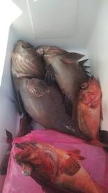 Cabo San Lucas Report Photo 1