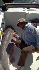 Monster Sharks seven gills 