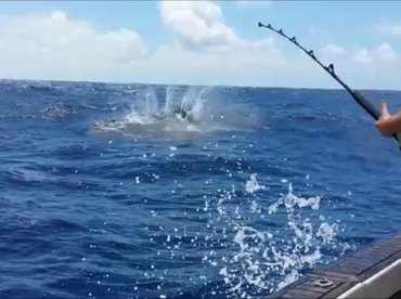 Black Marlin going crazy