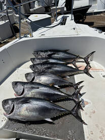LIMITS of Bluefin Tuna Offshore!