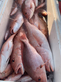 Red Snapper