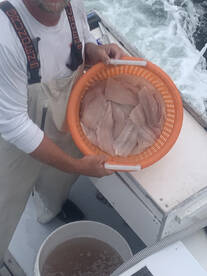 Montauk Fluke Fishing this Week