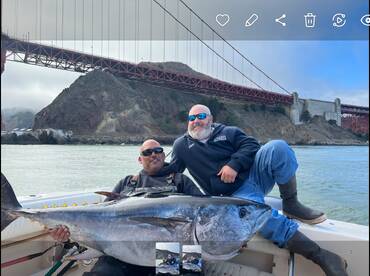 The monster blue fin are here!!!!! 