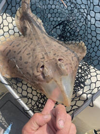 Wanchese Report Photo 2