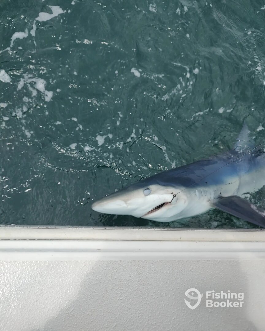 Mastic Report Photo 0