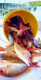 Limit of lanes snapper!