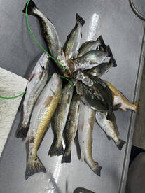 Matagorda Report Photo 2