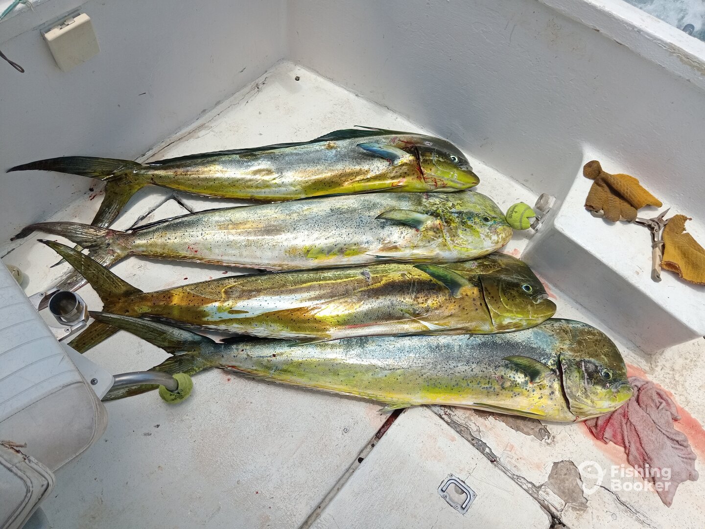 San Carlos Report Photo 0