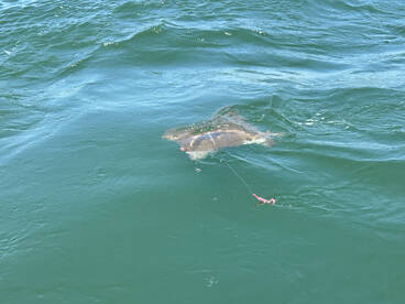 Somers Point Report Photo 2