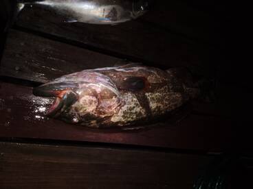 West Bay point night fishing ?