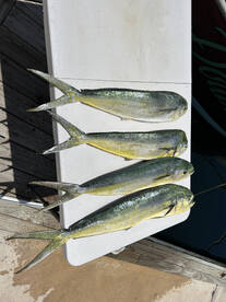 Stock Island Report Photo 2