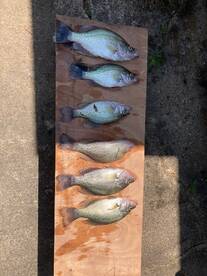 Hot day  Hot Fishing