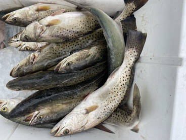 Nags Head Report Photo 2