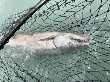 Kenai Report Photo 2